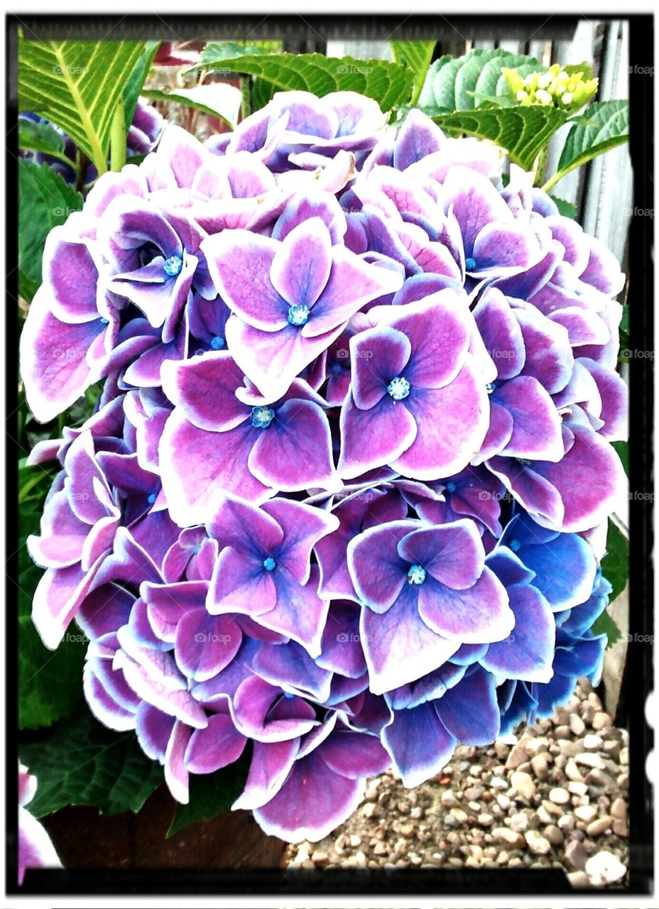 Hydrangea . Purple hydrangea flowers