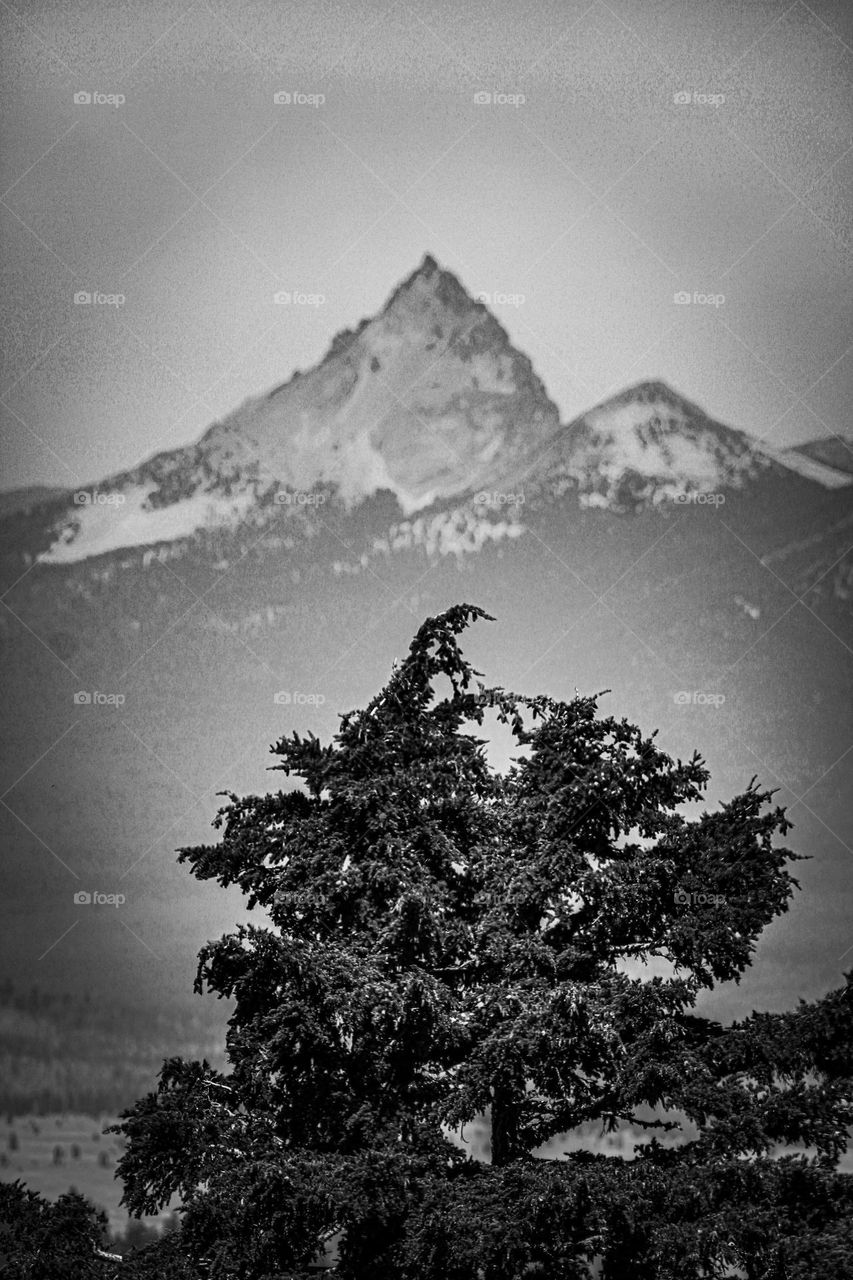 Mountain peak in the background of a closeup shot of a tree, black and white scenic Oregon, Crater Lake
