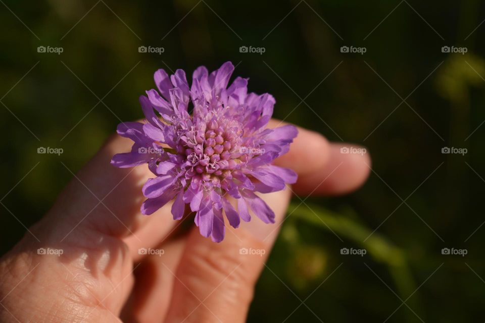 beautiful lavender colour flower and female hand