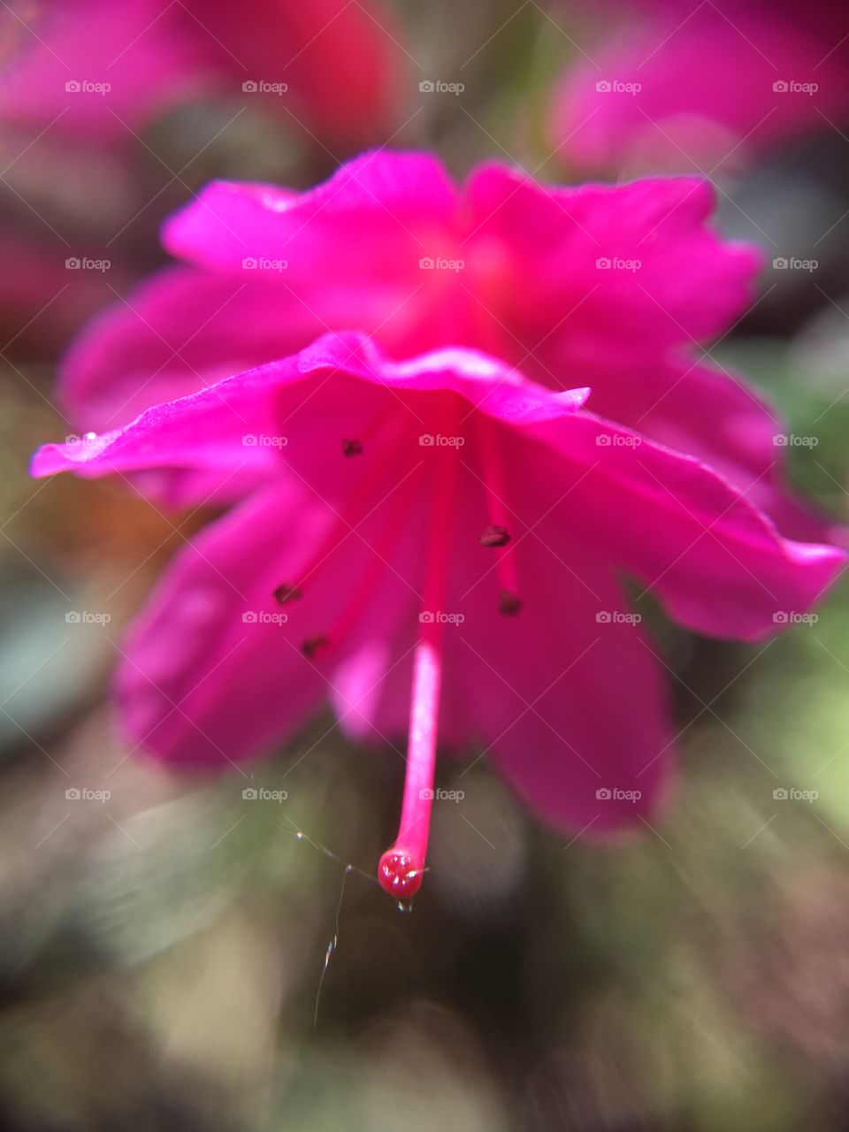 Pink azalea closeup