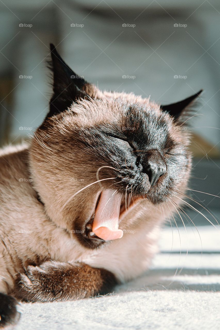 Yawing Siamese Cat