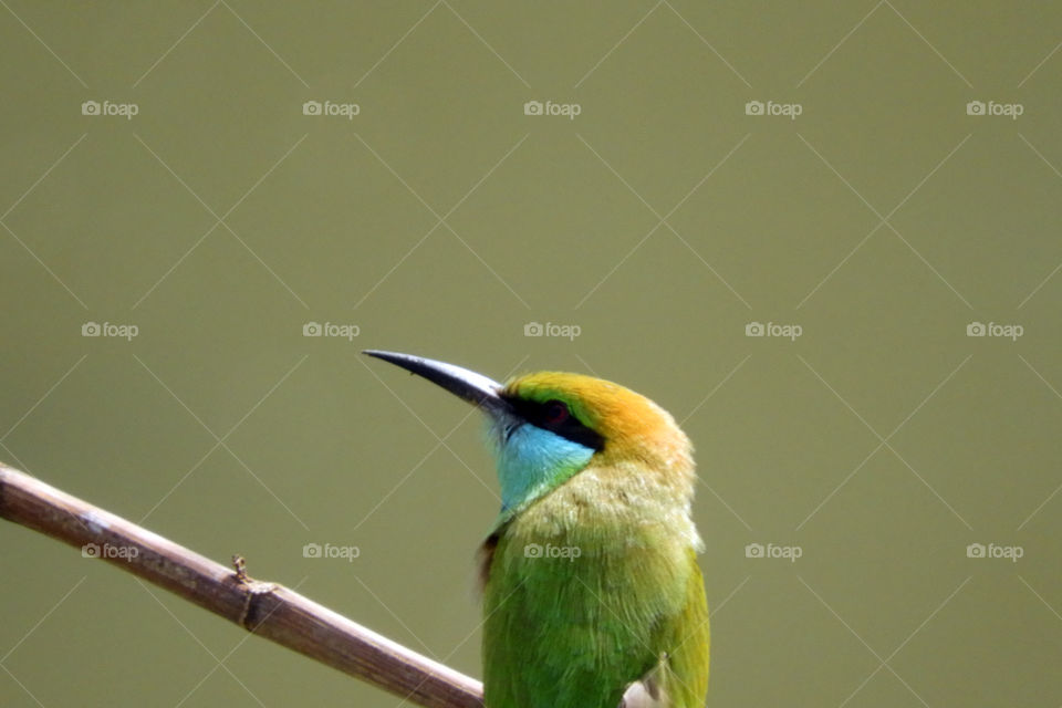 Bird#Green