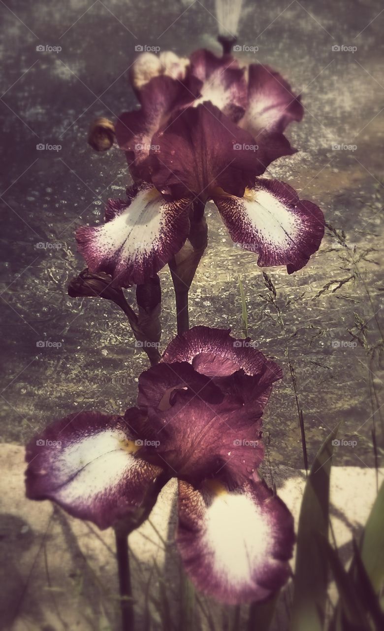 Fountain Iris. Saw these amazing iris's growing near my father's fountain and just had to snap some images.