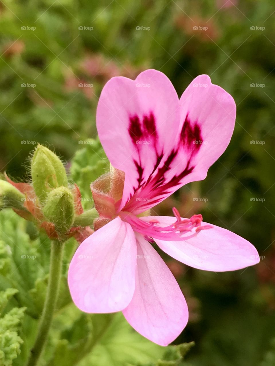 Pink tropical
Flower