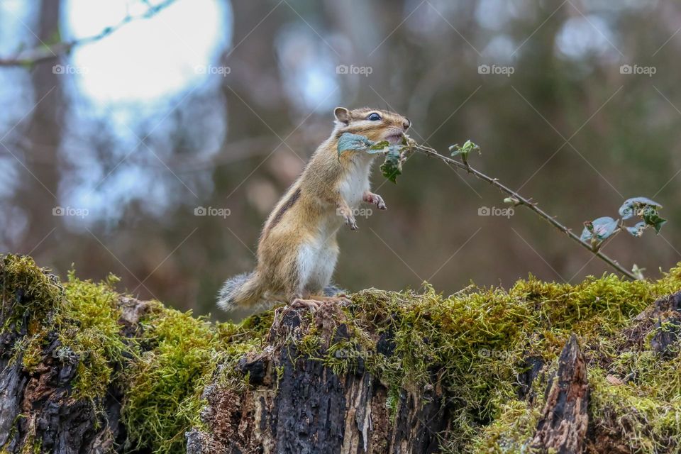Cute little chipmunk standing in a cute position in a forest