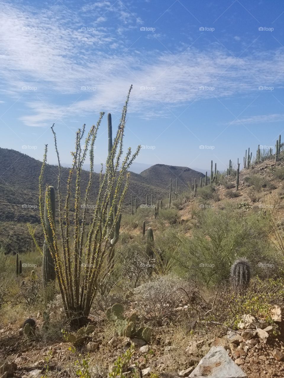 Tucson Mountains Ocotillo and Cactus