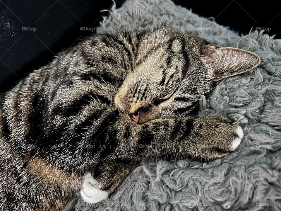 Sweet, Sleepy Nova Kitty!