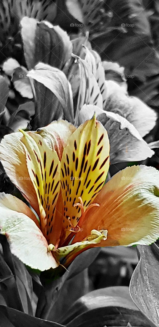 Tiger - Day Lilies