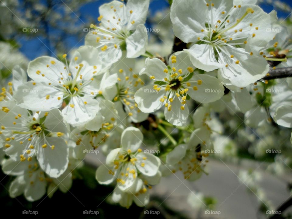 Flower, Cherry, Apple, Tree, Nature