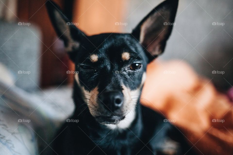 Portrait of a dog