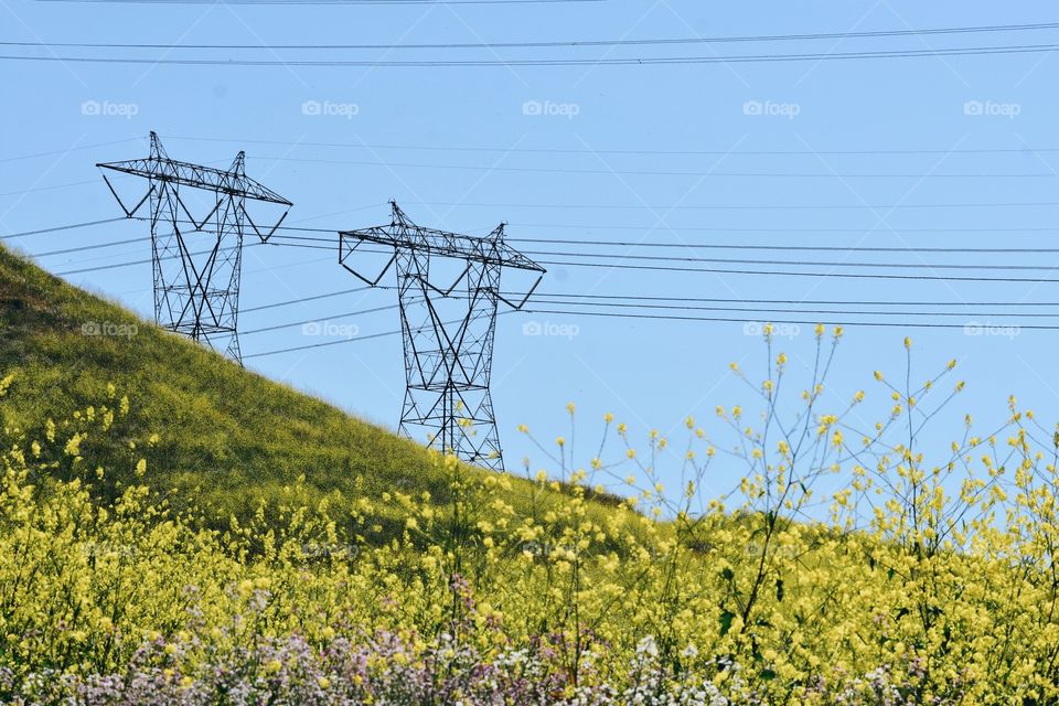 Electric Yellow Field 