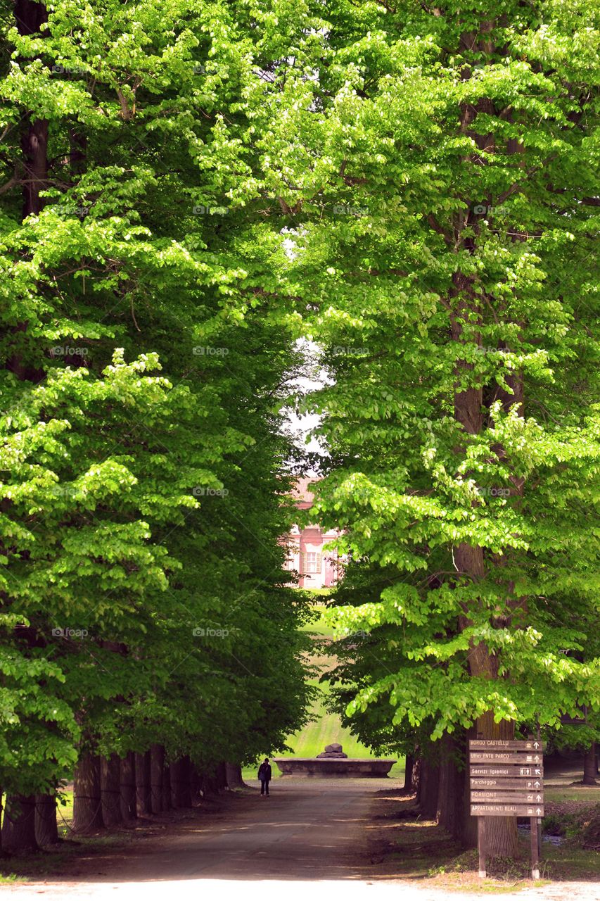 Footpath in tree