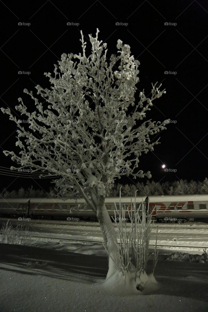 Iced tree on a railway station above the Arctic Circle