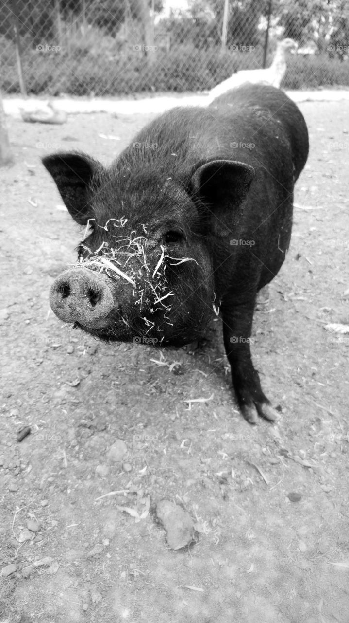 Portrait of black pig on field