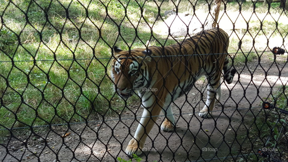 Bengal tiger behind fence at zoo