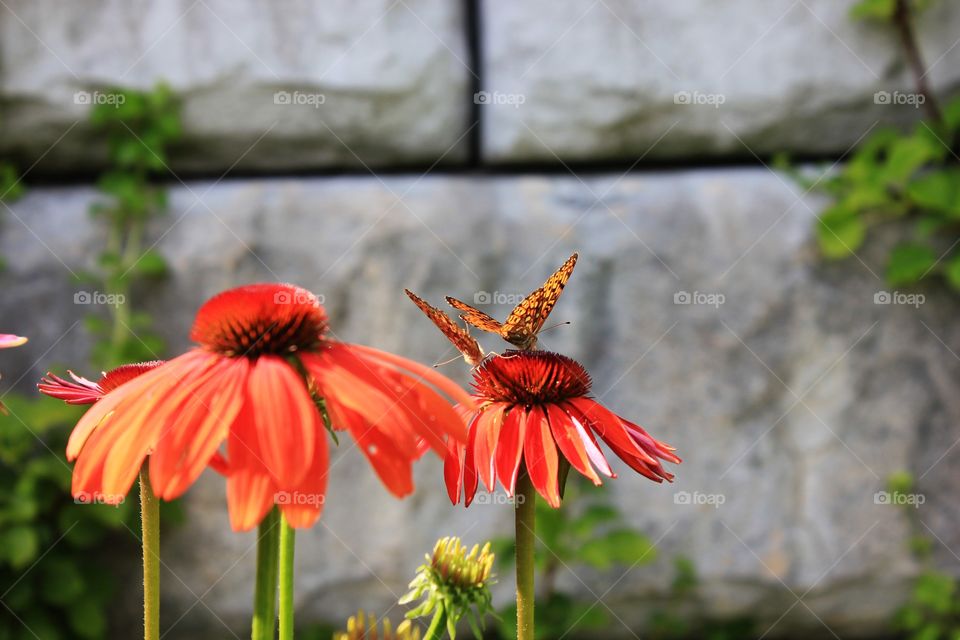 Butterfly on the flower
