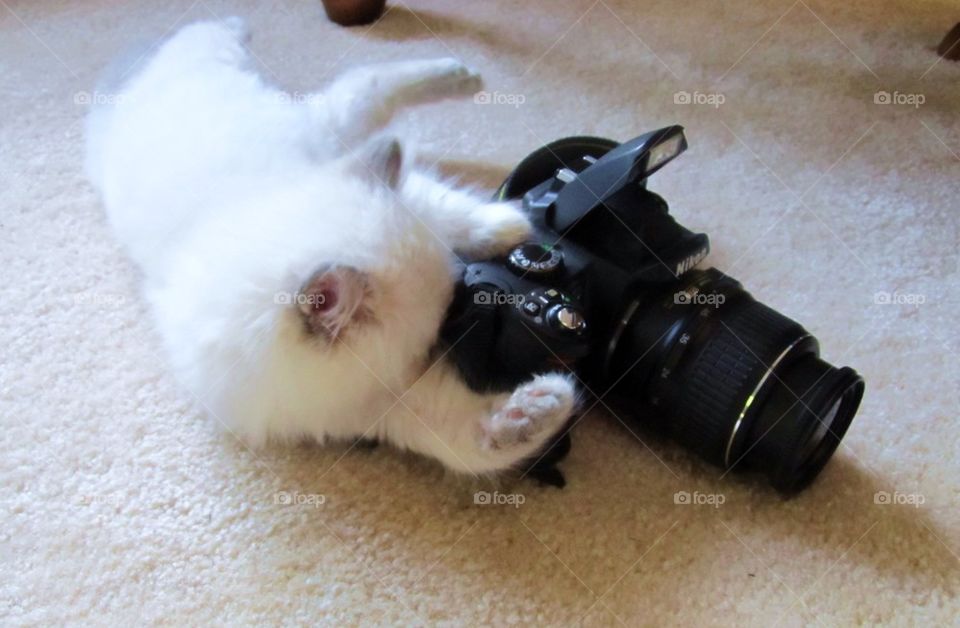 Cat with camera