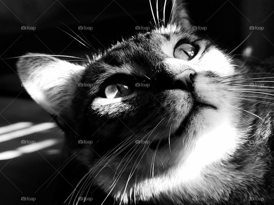 Black and white photo of a tabby cats face looking up as sunlight reflects on him illuminating the beauty of his eyes.