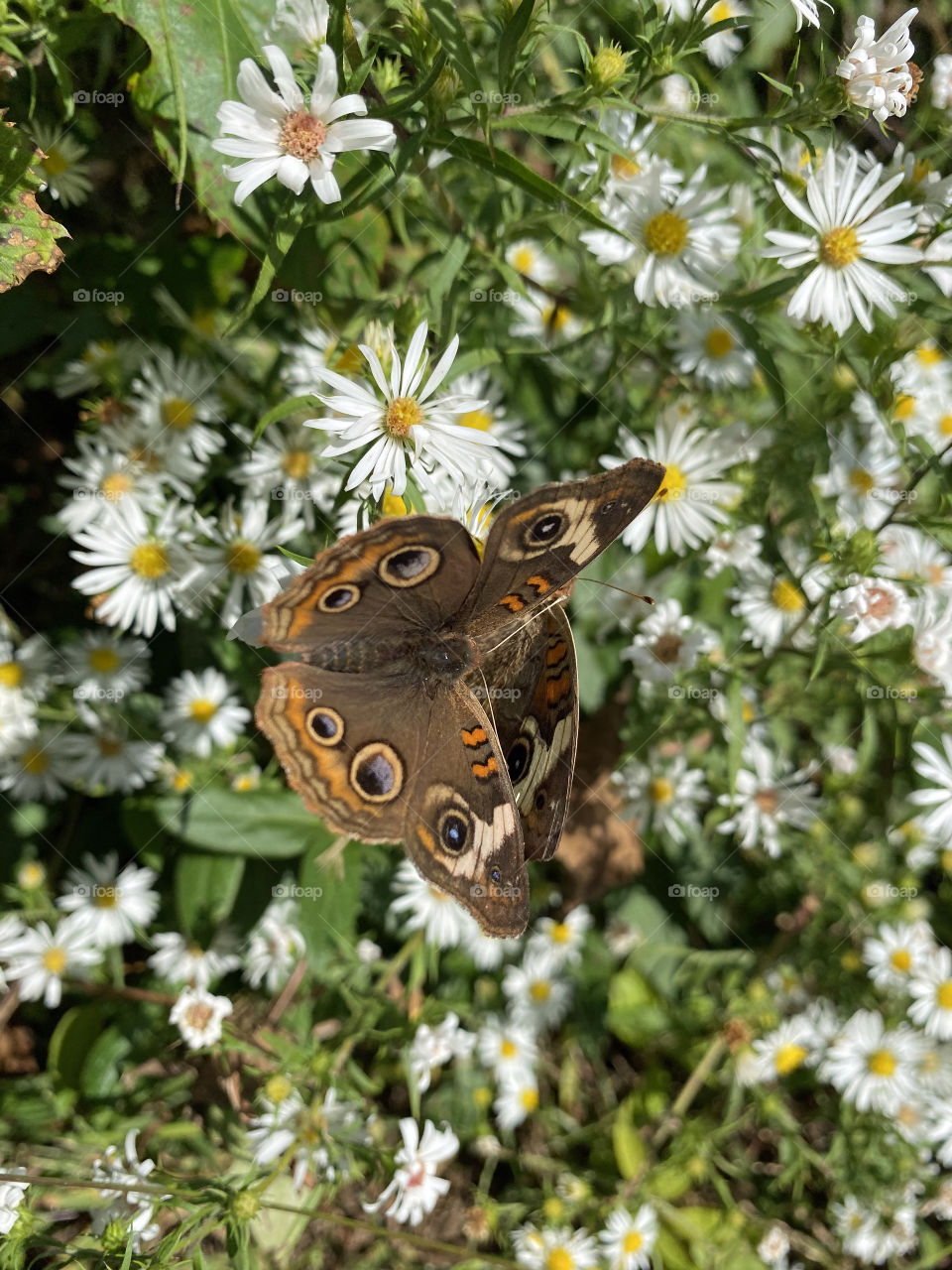 Butterfly on daisies