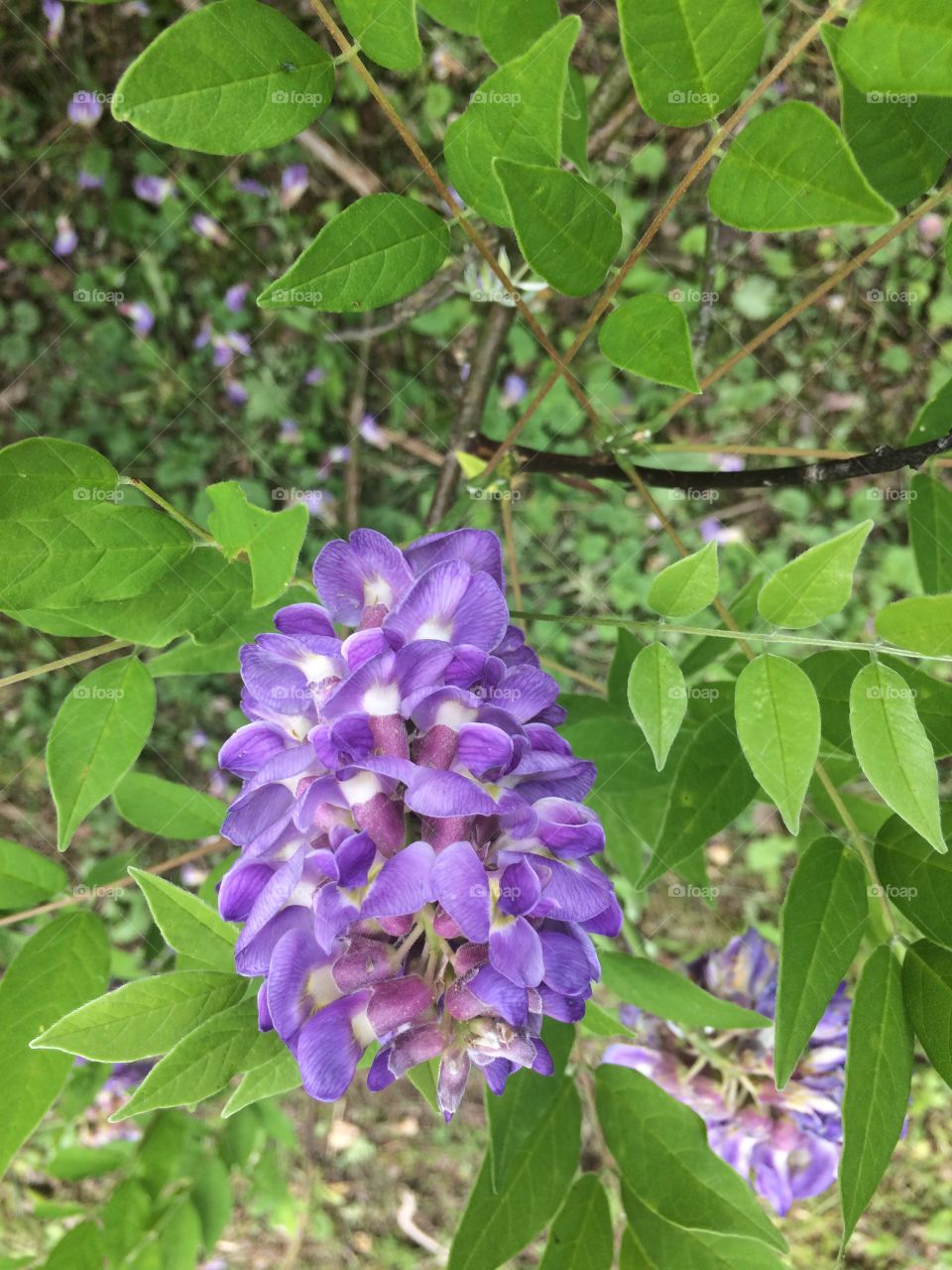 Wisteria Vine bloom 