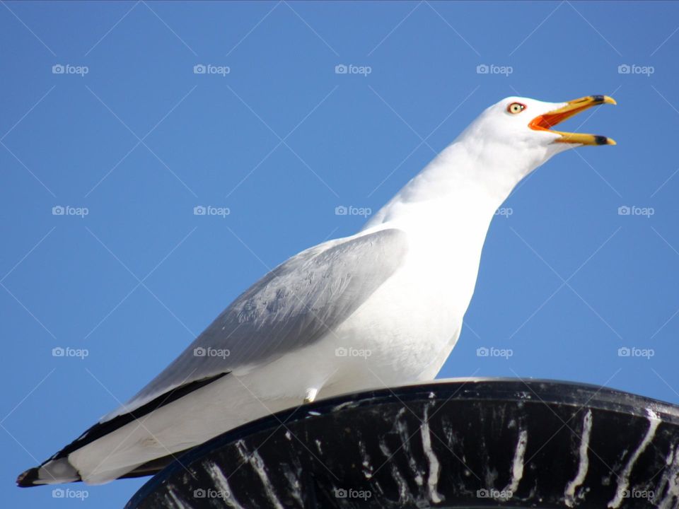Beautiful eyes of seagull