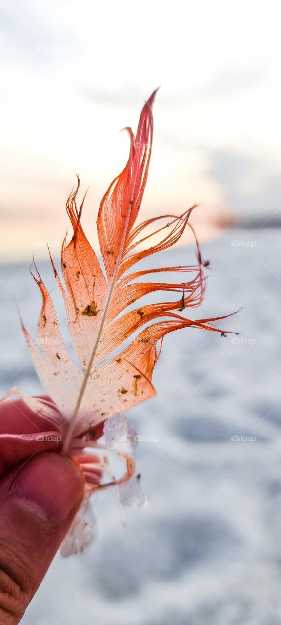 A wet flamingo feather, found on a beach that instead of sand has coarse salt (what hangs from the feather is coarse salt). It looks like snow but it's salt.