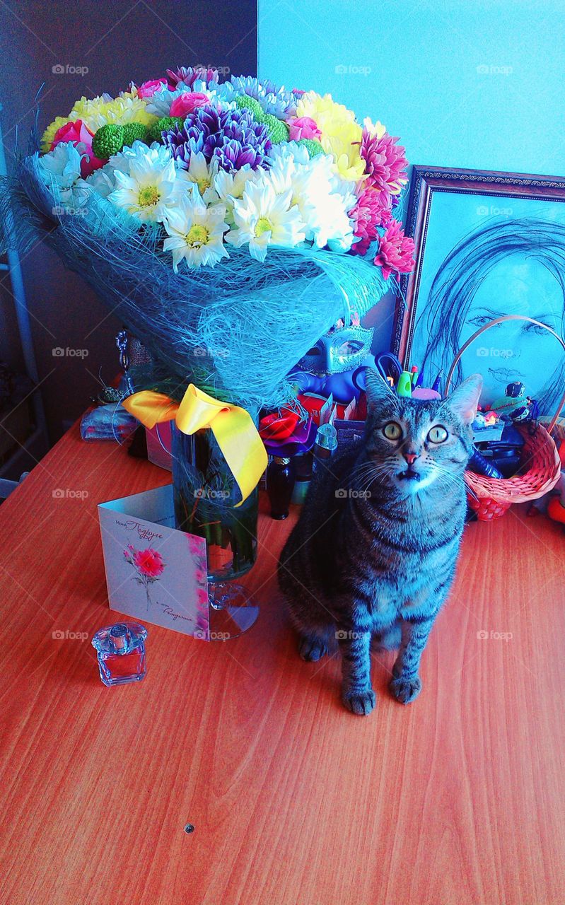 The cat is unhappy.  Mobile photo.