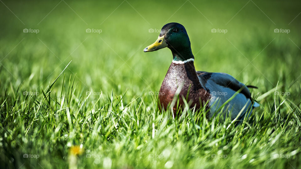 Home duck in the meadow  Duck portrait.