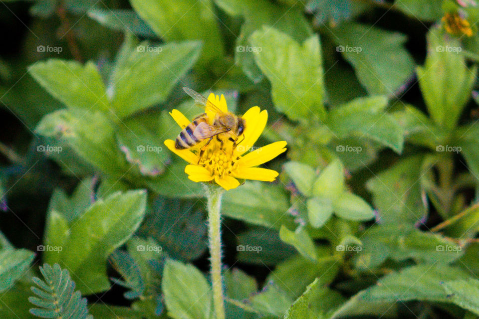 Bee on a yellow flower