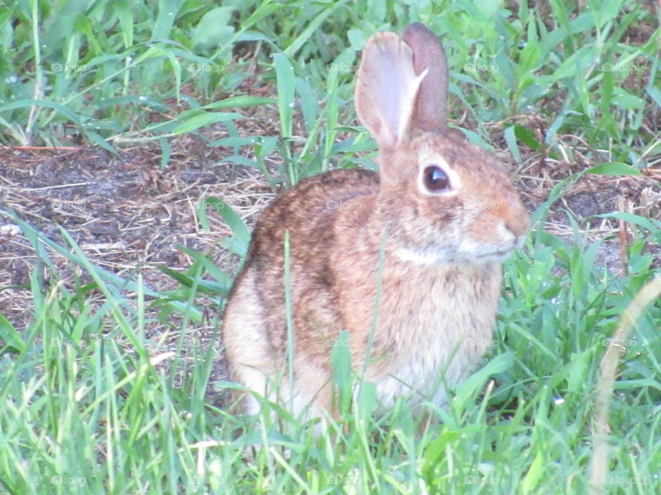 Grass, Nature, Cute, Outdoors, Animal