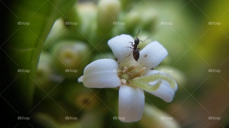Close-up of ant on flower