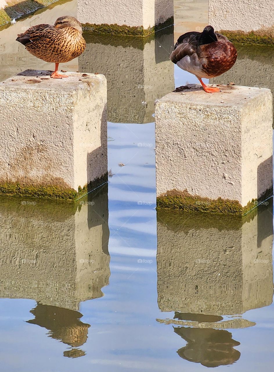 Ducks rest on their own individual concrete blocks in the middle of a irrigation canal