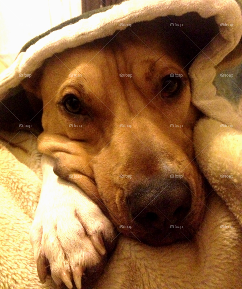 blanket head under dog with by lawrence007