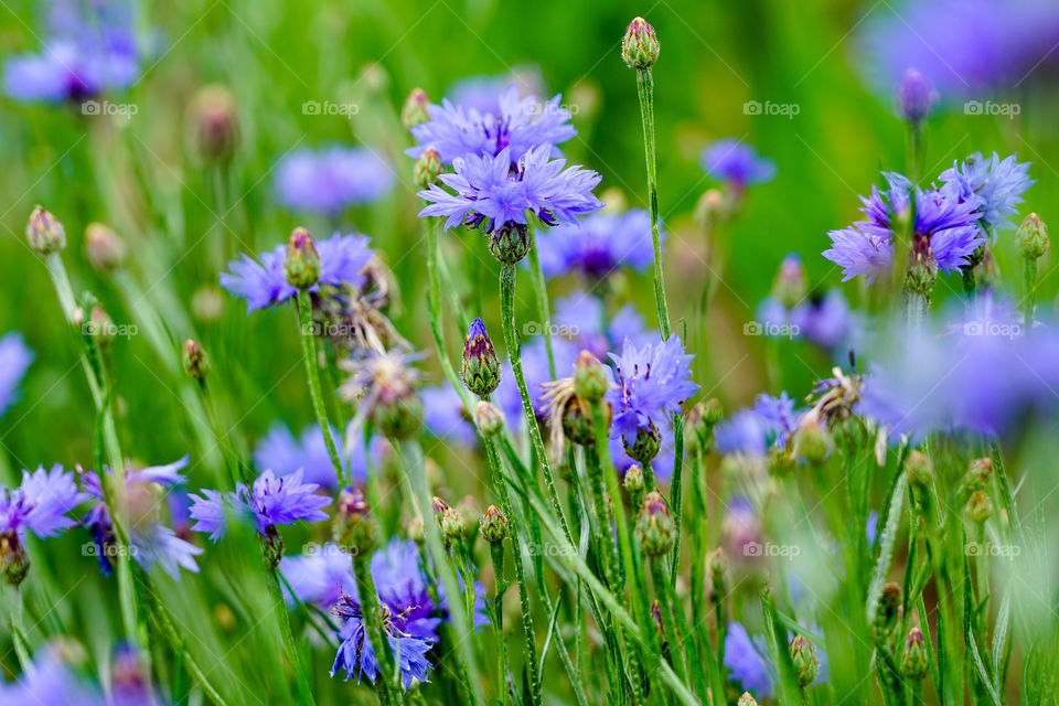 summer wallpaper of blue cornflower, green grass on a green background, rural field
