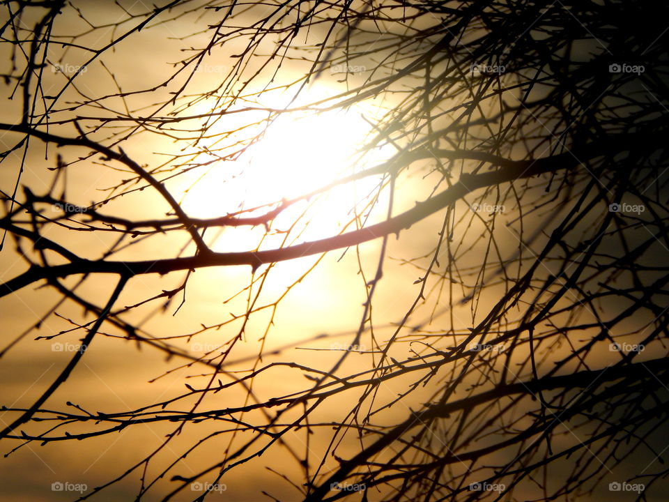 Branches and sunset