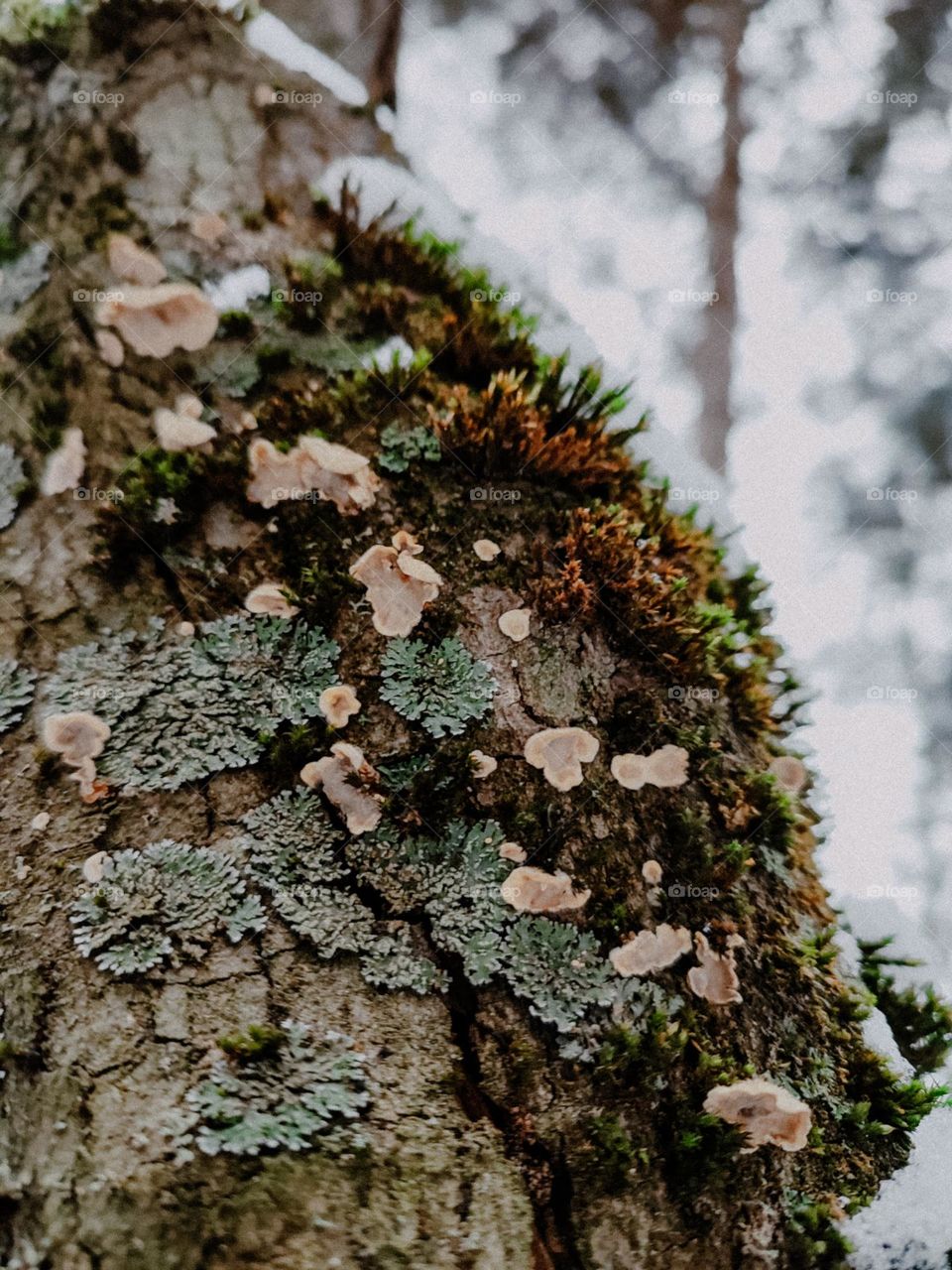 Colorful mushrooms, lichens and moss on the tree trunk, covered with snow in winter forest. Nature details, wooden texture