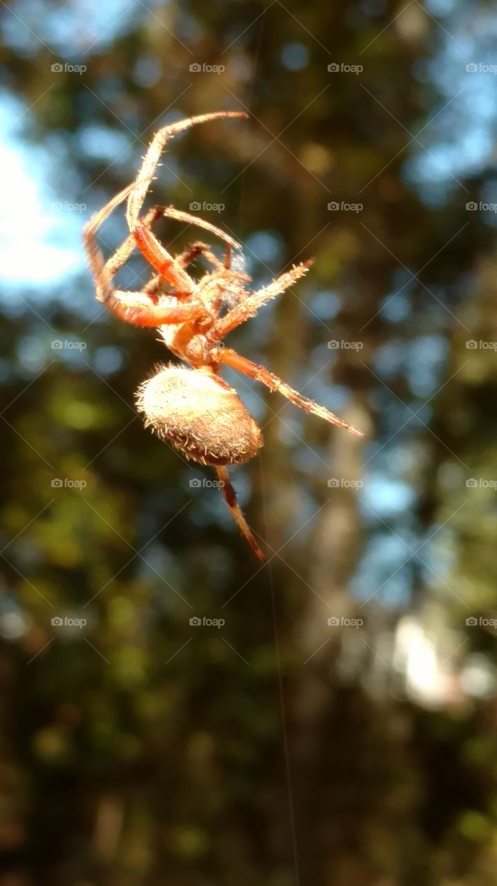 Nature, Spider, Tree, Insect, Outdoors