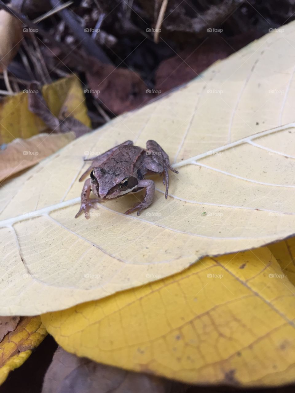 little frog in the autumn forest
