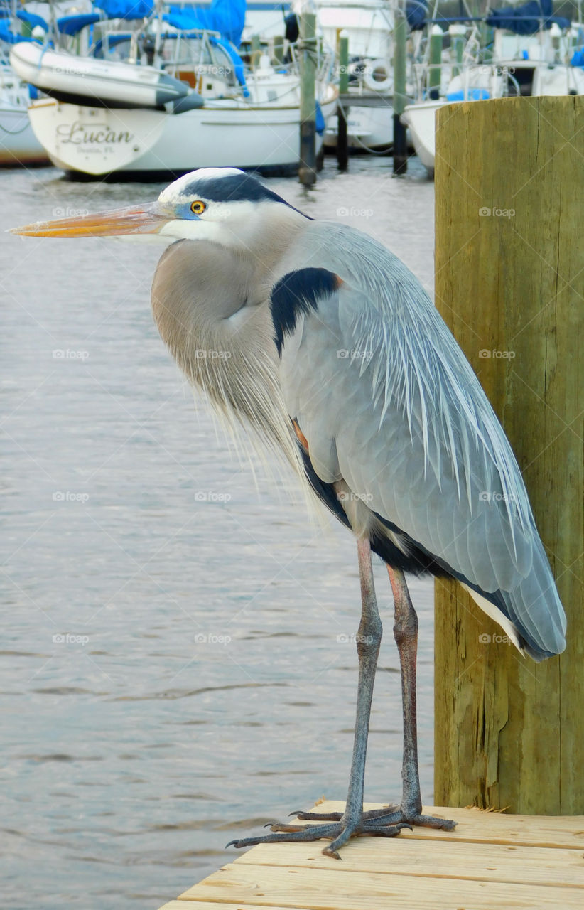 Blue Heron perched,looking,waiting for fish,pose,travel,tourism,vivid,vibrant,tourist,vacation,