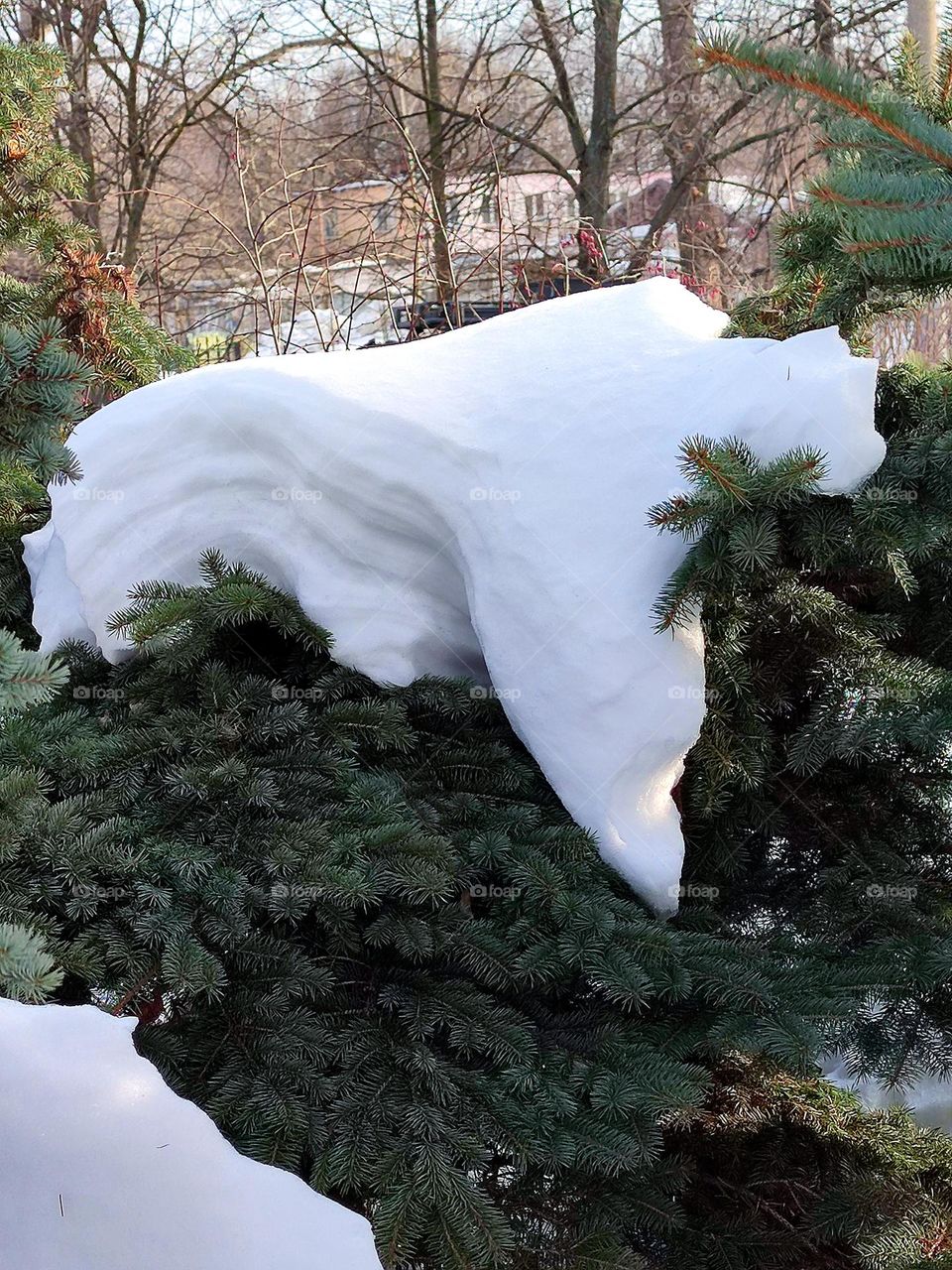 Spring.  White snow melts on a green Christmas tree.  The snow looks like a tired bear