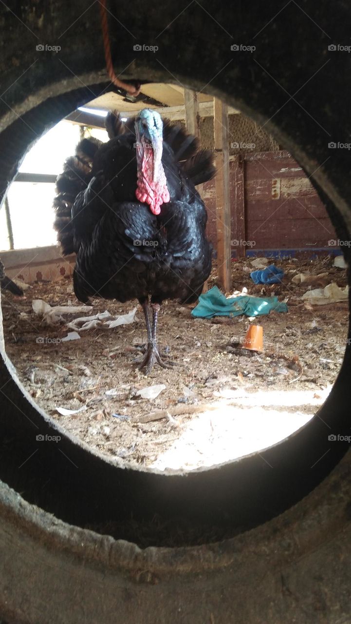 black turkey looking army my camera from a wheel.