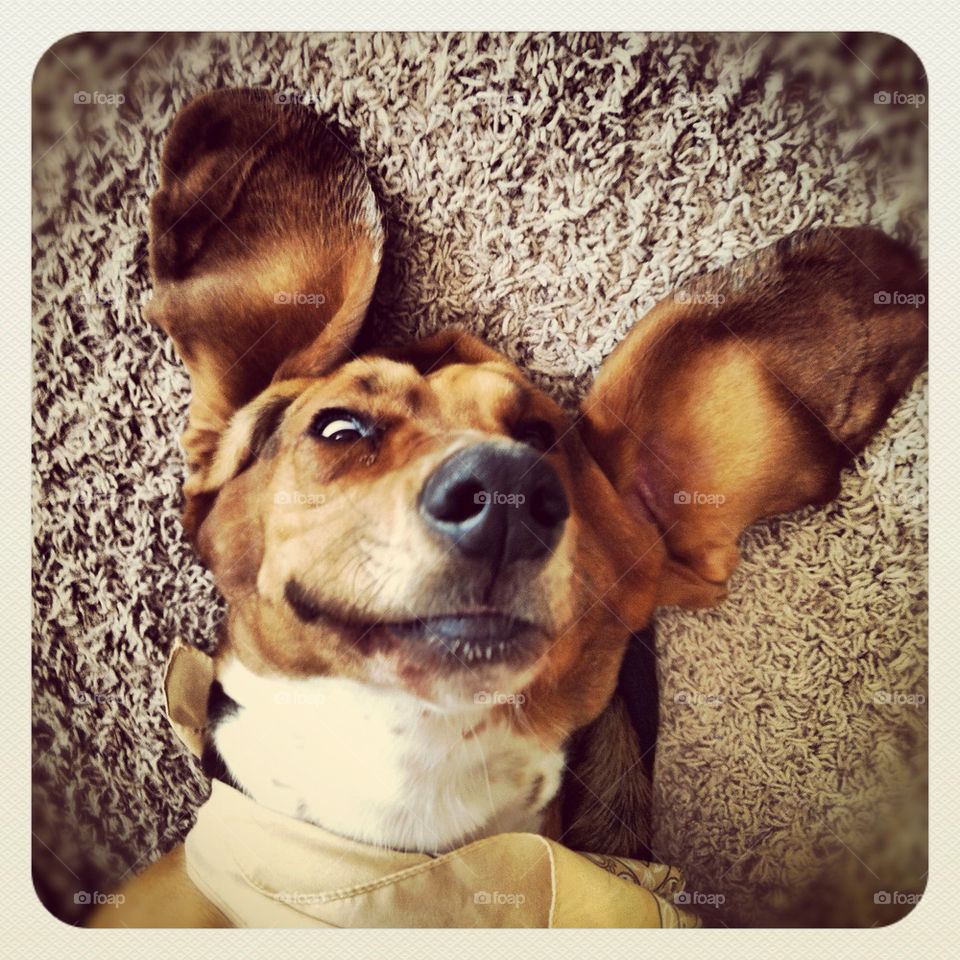 smile dog ears big ears by comstock