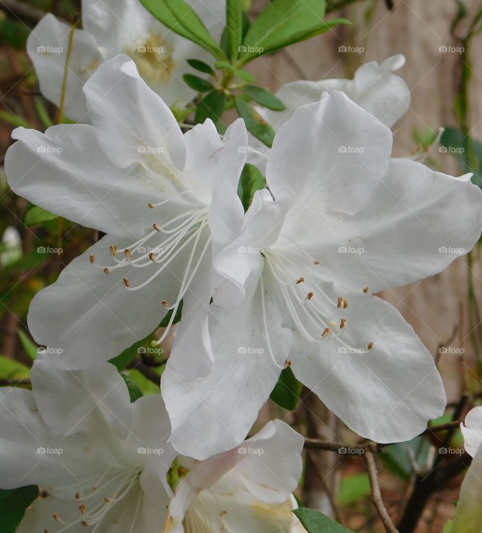 Early signs of spring mission