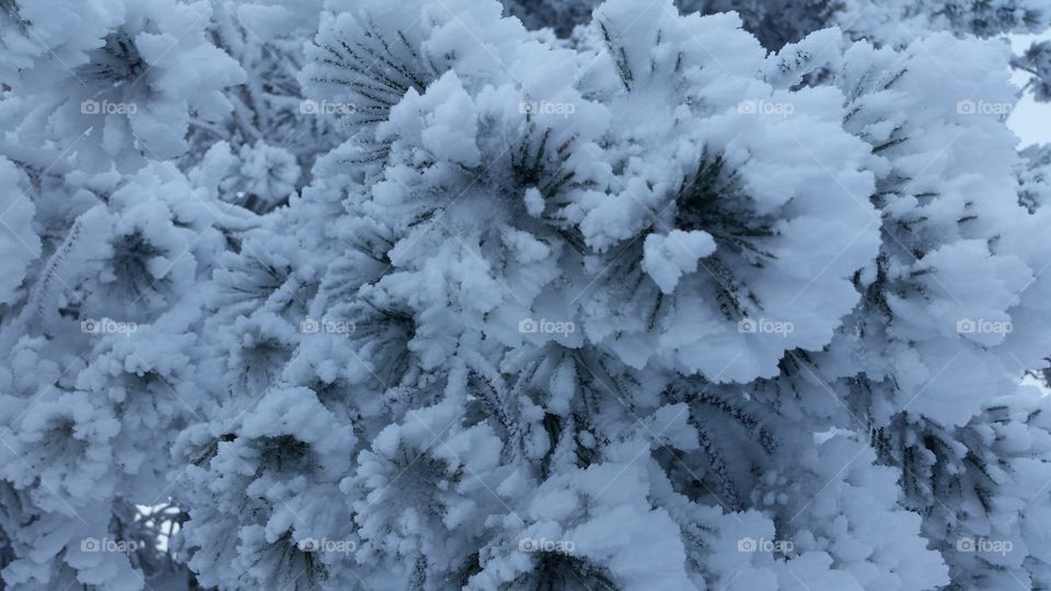 black and white . our climb was 1000 steps from the snow but it was just an uphill