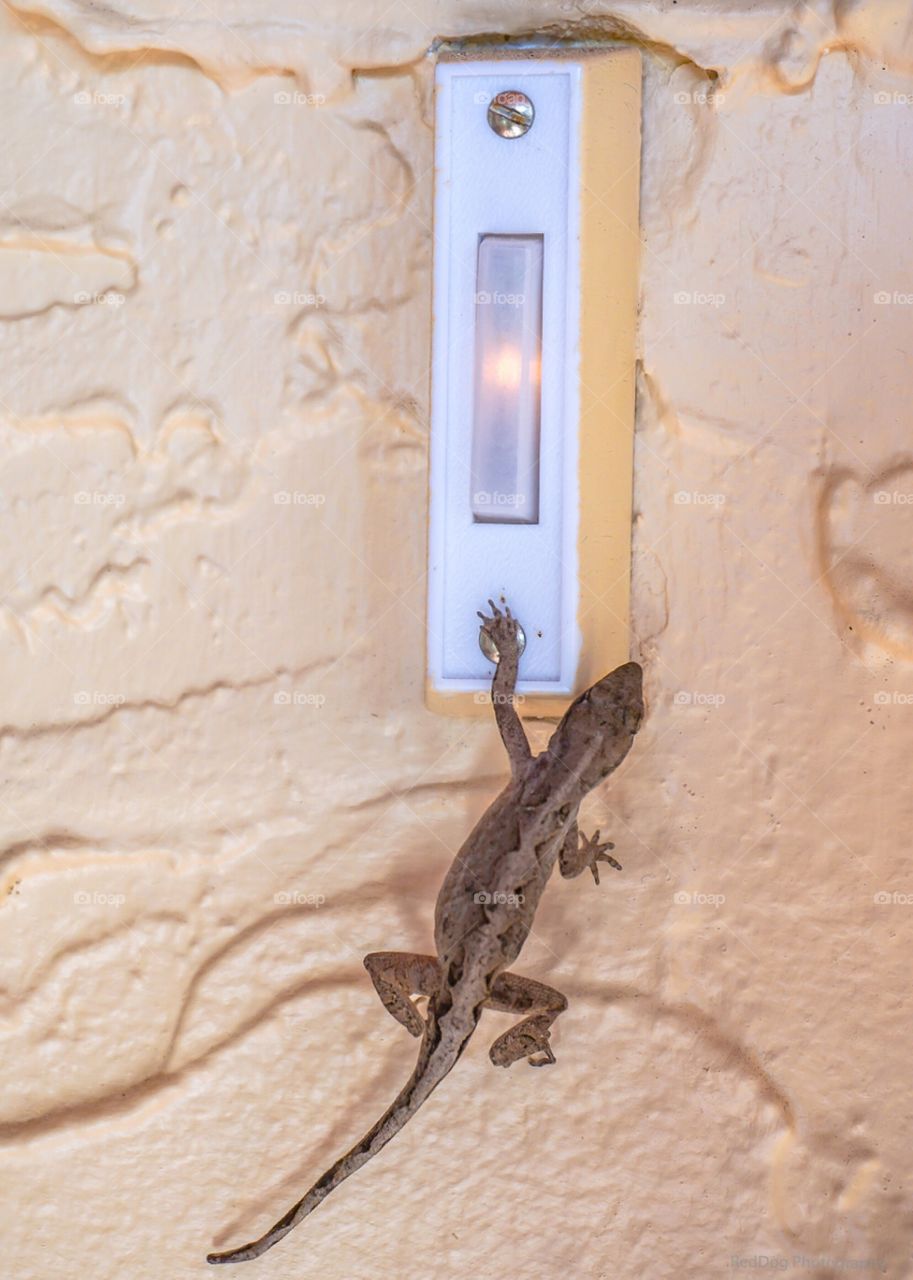 A close-up of a tiny silly lizard ringing a white door bell against a yellow wall. 