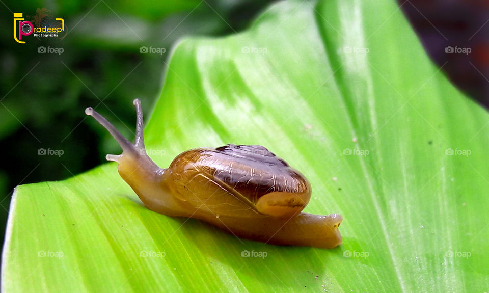 Snail 
a beautiful kid of snail