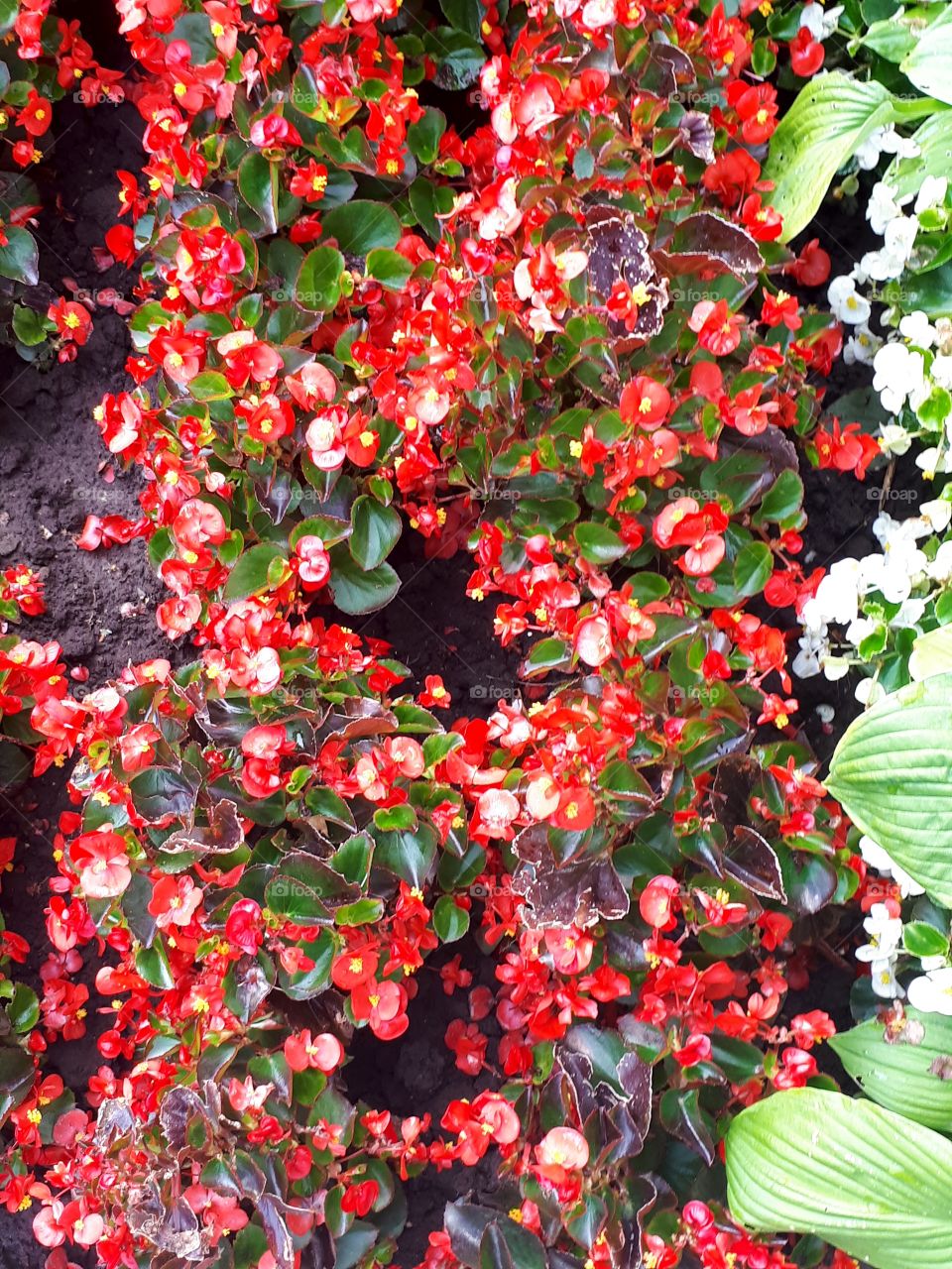 Beautiful corners of the garden