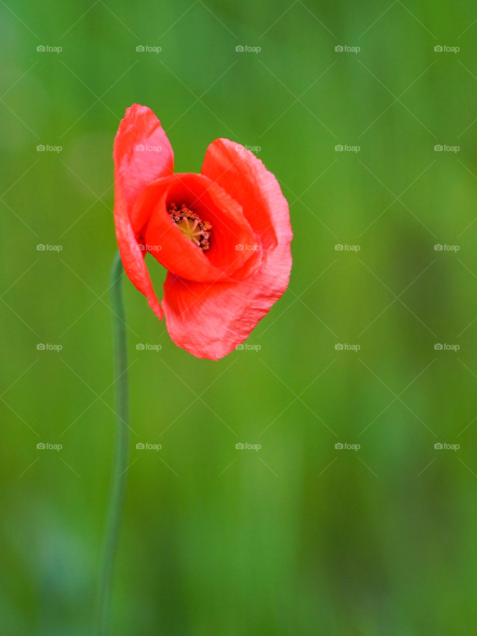beautiful red poppy flower on a green blurred background