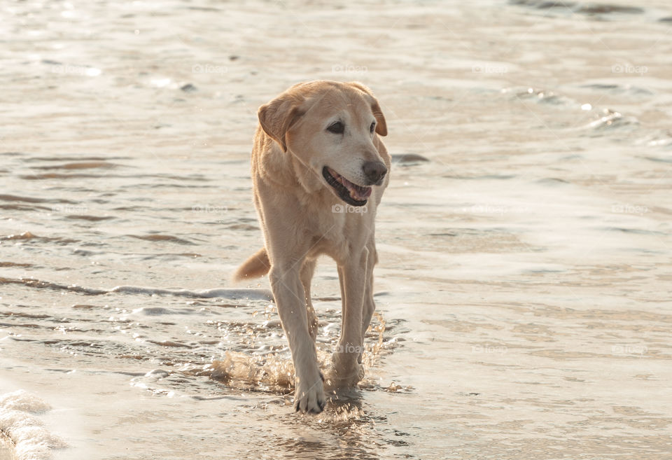 Dog standing in beach