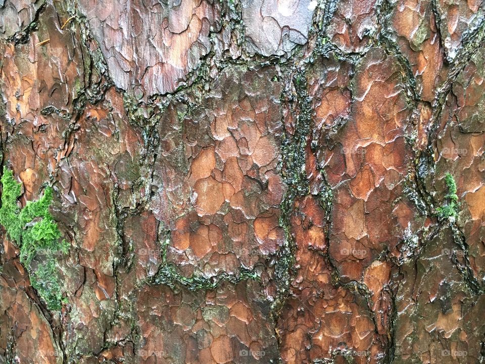 Red / brown cracked tree bark with green moss